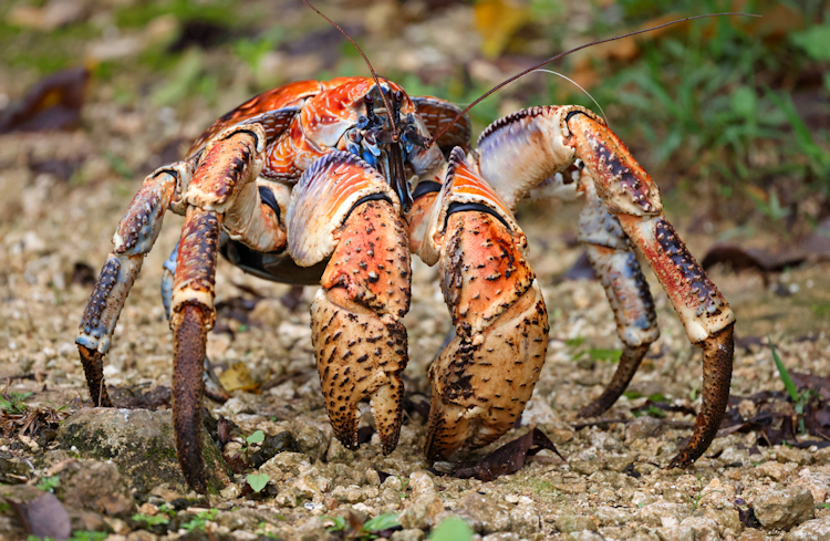 Christmas Island