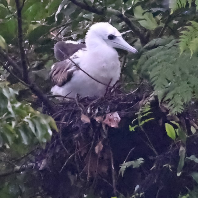 Christmas Island