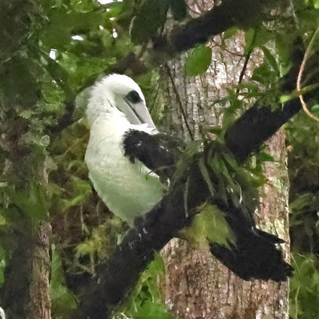 Christmas Island