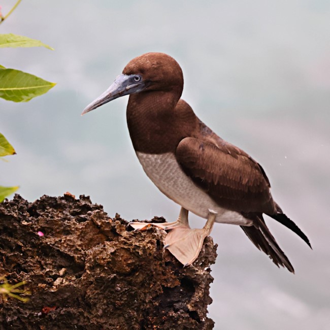 Christmas Island