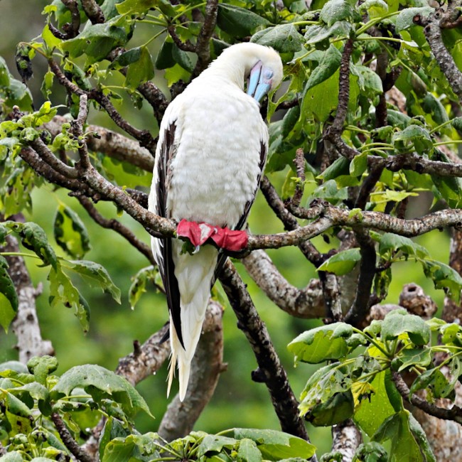 Christmas Island