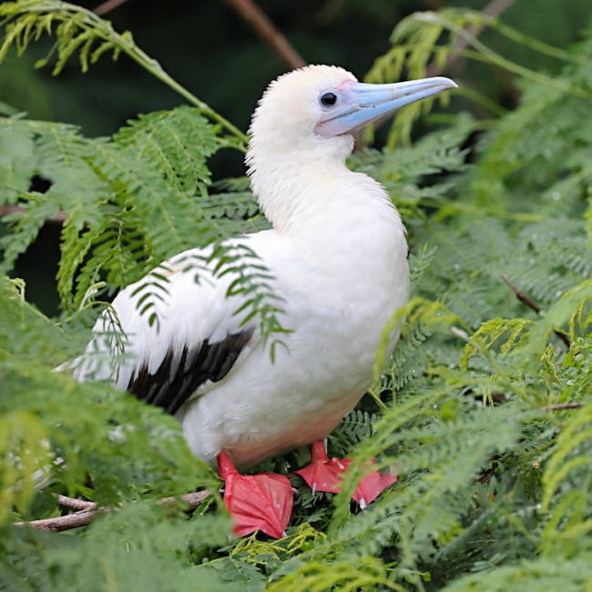 Christmas Island