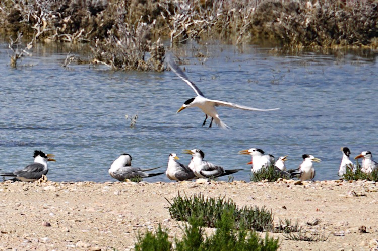 Crested Terns and Silver Gulls, Withnell Bay, Dirk Hartog Island, WA