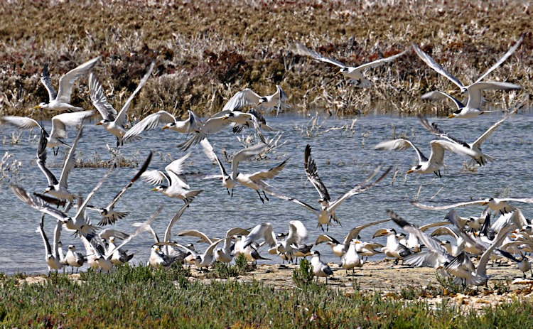 Crested Terns and Silver Gulls, Withnell Bay, Dirk Hartog Island, WA