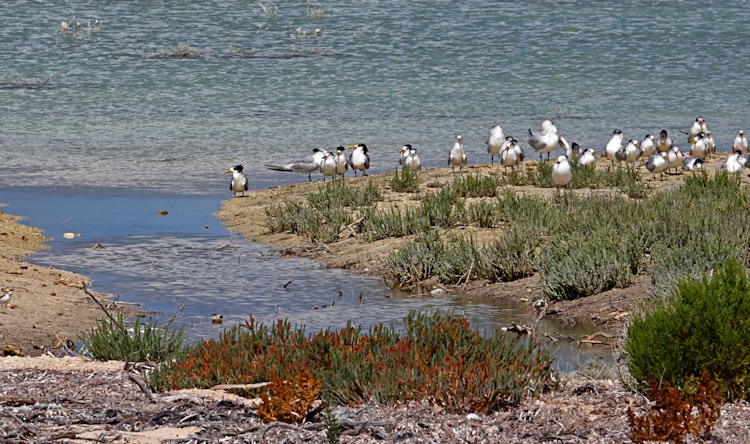 Crested Terns and Silver Gulls, Withnell Bay, Dirk Hartog Island, WA