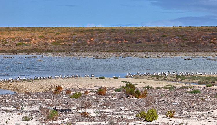 Dirk Hartog Island, WA