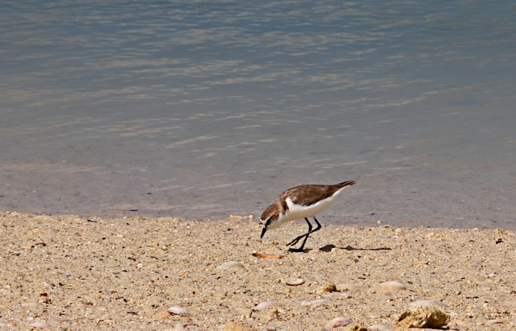 Female Red-capped Plover, Withnell Bay, Dirk Hartog Island, WA