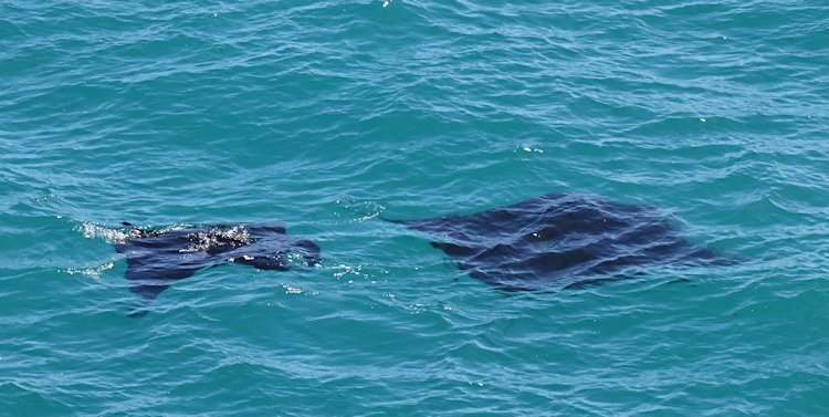 Manta Rays, Withnell Bay, Dirk Hartog Island, WA