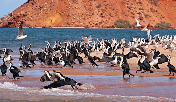 Pied Cormorants, Cape Peron, Western Australia