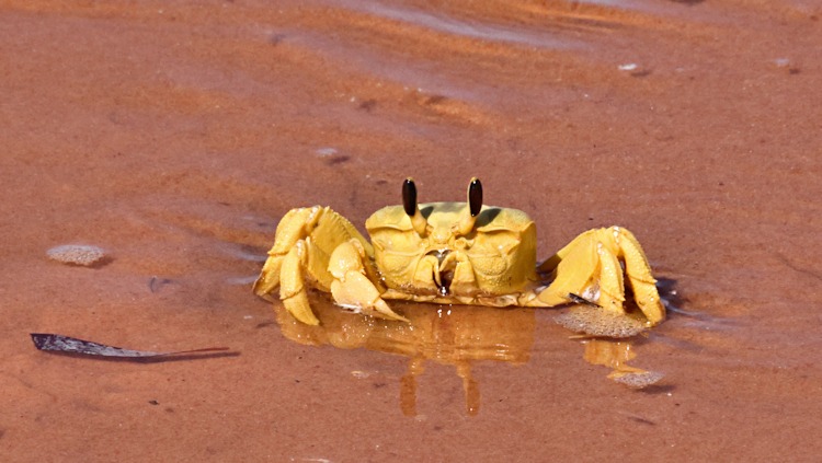 Ghost Crab, Cape Peron, Western Australia