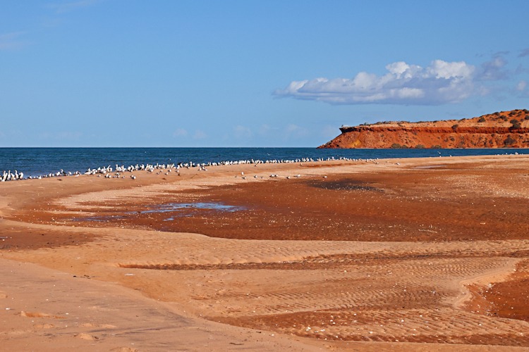 Showing the typical red of Cape Peron, Western Australia