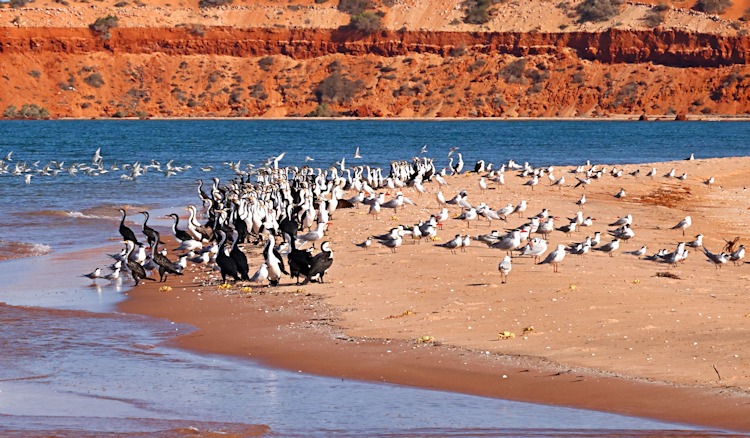 Pied Cormorants, Cape Peron, Western Australia