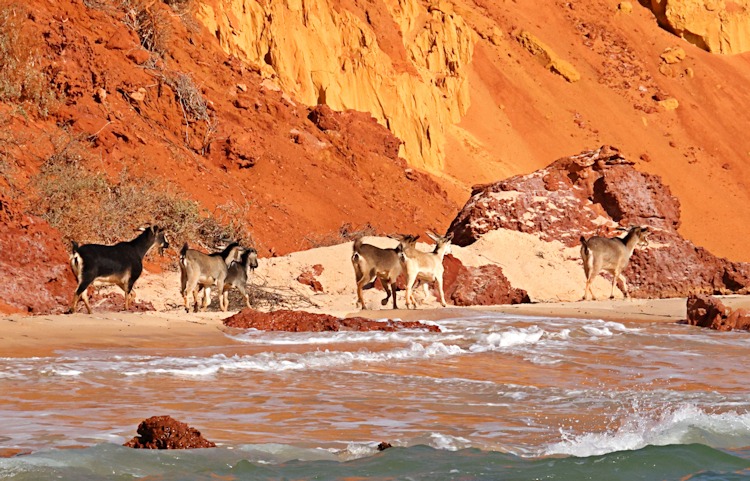 Wild goats on Cape Peron, Western Australia