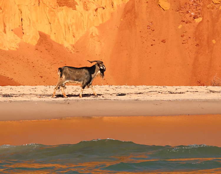 Wild goat on Cape Peron, Western Australia