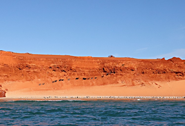 Goats trecking up the slopes of Cape Peron, Western Australia