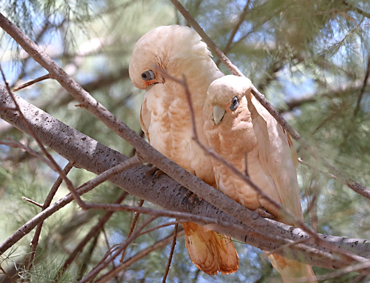 Little Corellas at Yardie Creek, site of lunch stop on return from Turquoise Bay to Exmouth, Western Australia