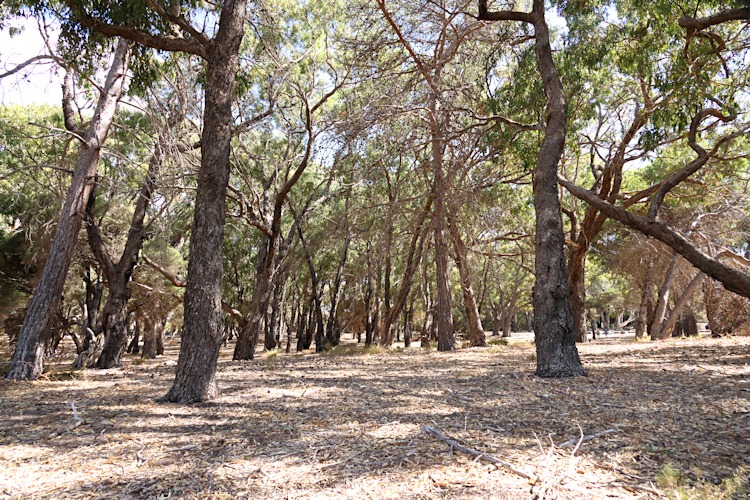 Aborinal Burial Ground - see below