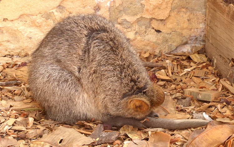 Quokka, also known as the short-tailed scrub wallaby (Setonix brachyurus), Rottnest Island