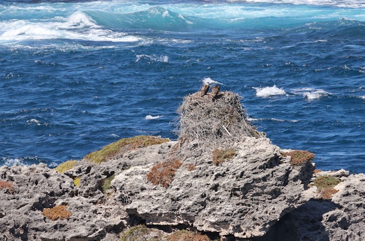 Ospreys, Cape Vlamingh, Rottnest Island