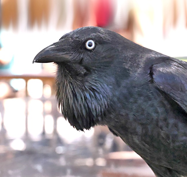 Australian Raven, Rottnest Island