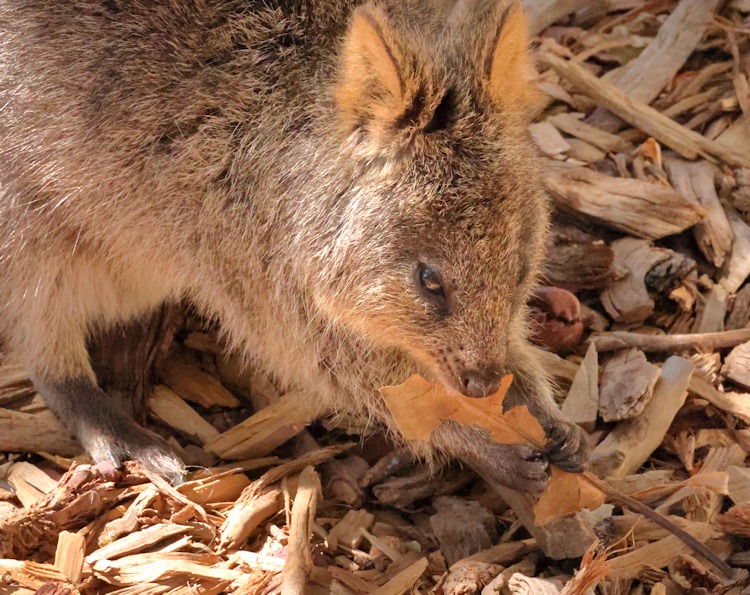 Quokka, also known as the short-tailed scrub wallaby (Setonix brachyurus), Rottnest Island