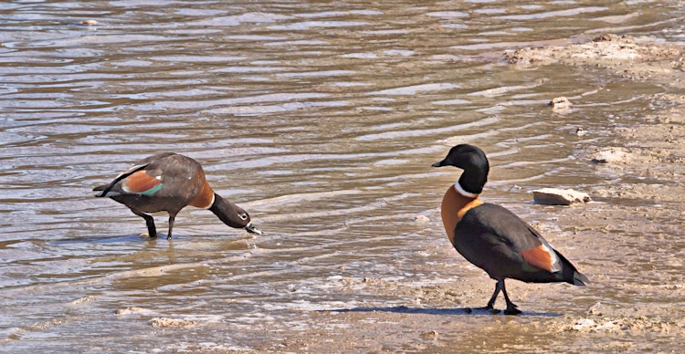 Australian Shelduck, Rottnest Island