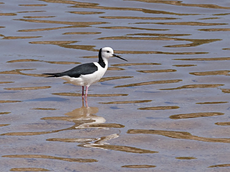 Pied Stilt, Rottnest Island