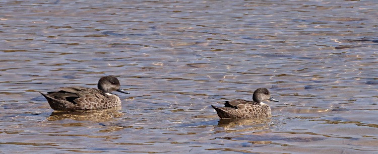 Australian Grey Teal, Rottnest Island