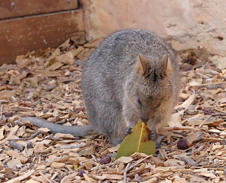 Quokka, also known as the short-tailed scrub wallaby (Setonix brachyurus), Rottnest Island