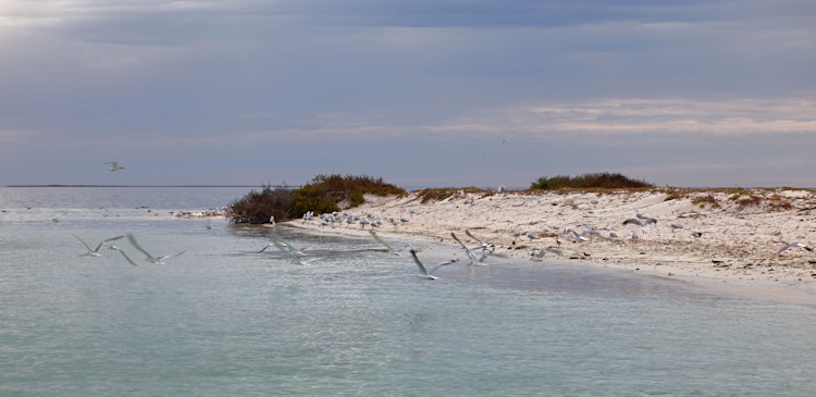 Little Sandy Island, Pelsaert Group, Houtman Abrolhos Islands, Western Australia