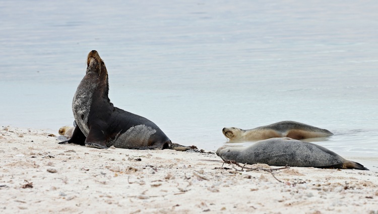 Australian Sea Lions, Little Sandy Island, Pelsaert Group, Houtman Abrolhos Islands, Western Australia