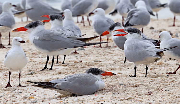 Caspian Terns (red beaks), Little Sandy Island, Pelsaert Group, Houtman Abrolhos Islands, Western Australia