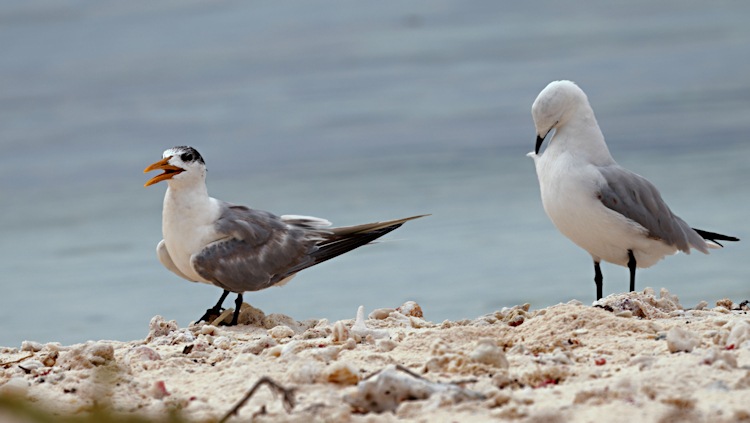 Lesser Crested Tern and Silver Gull, Little Sandy Island, Pelsaert Group, Houtman Abrolhos Islands, Western Australia