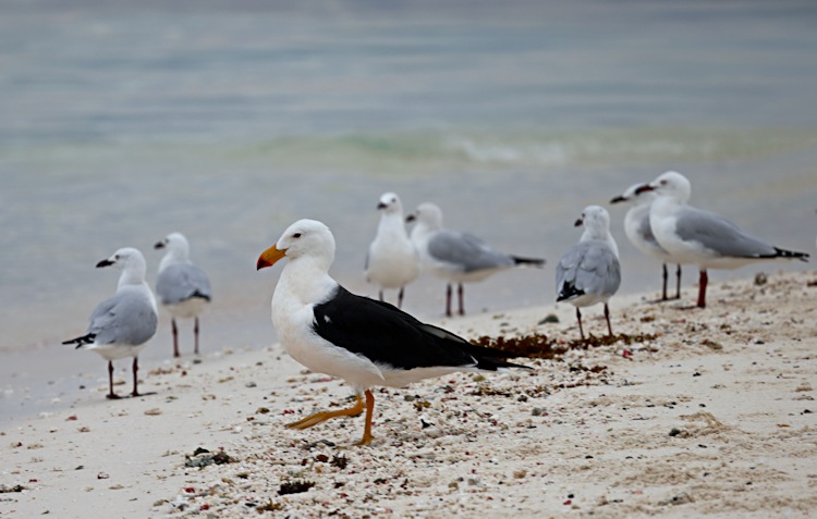 Pacific Gull and Silver Gulls, Little Sandy Island, Pelsaert Group, Houtman Abrolhos Islands, Western Australia