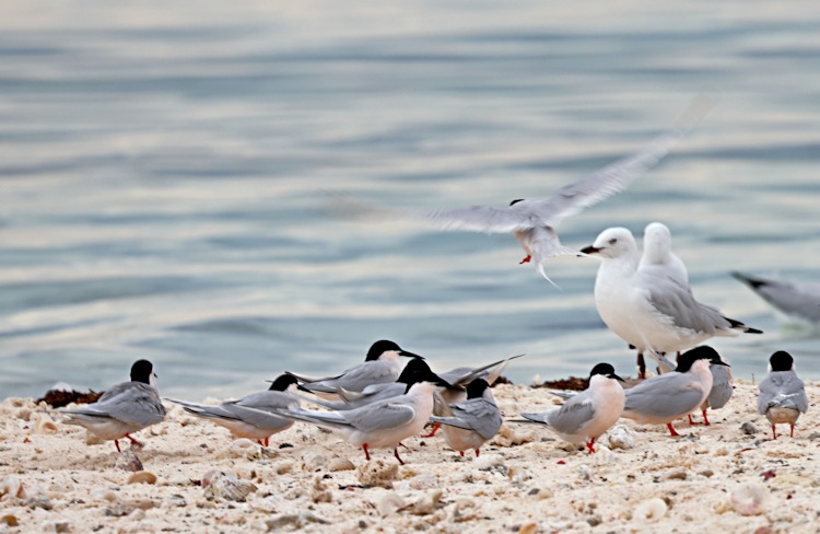 Common Terns and Silver Gulls, Little Sandy Island, Pelsaert Group, Houtman Abrolhos Islands, Western Australia