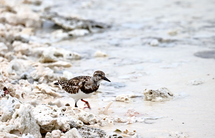 Ruddy Turnstone, Little Sandy Island, Pelsaert Group, Houtman Abrolhos Islands, Western Australia