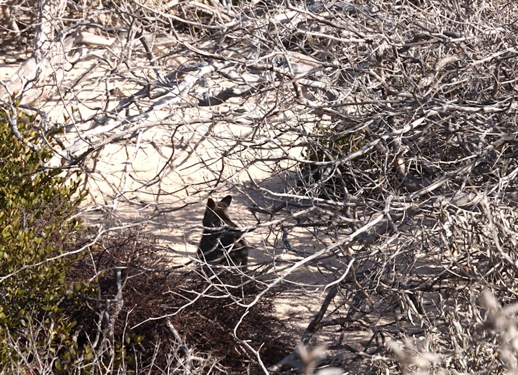 Tamar Wallaby, East Wallabi Island, Wallabi Group, Houtman Albrolhos Islands, Western Australia