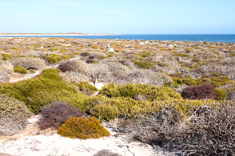 East Wallabi Island, Wallabi Group, Houtman Albrolhos Islands, Western Australia