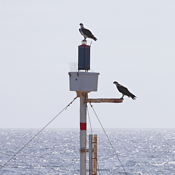 Osprey, East Wallabi Island, Wallabi Group, Houtman Albrolhos Islands, Western Australia