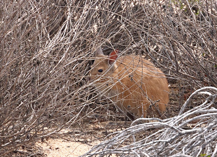 Rufous Hare-wallaby, Trimouille Island, Montebello Group, Western Australia