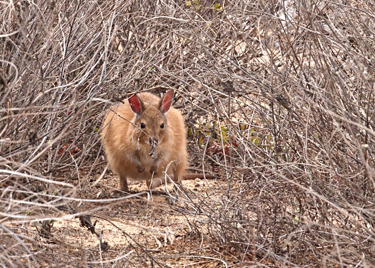 Rufous Hare-wallaby, Trimouille Island, Montebello Group, Western Australia