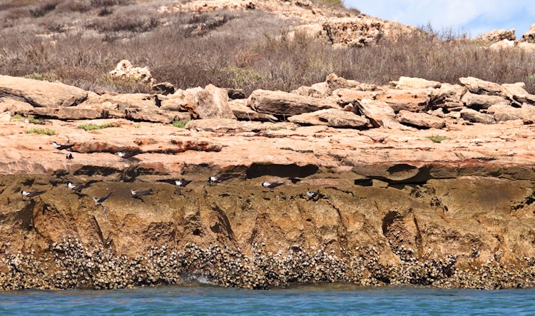 Little Tern Rookery, Hermite Island, Montebello Group, Western Australia