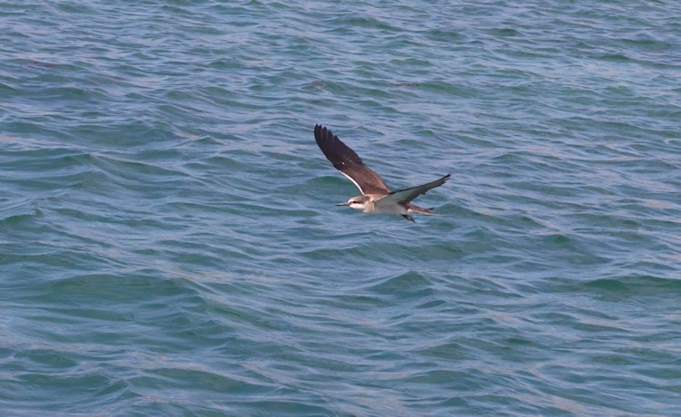 Little Tern, Hermite Island, Montebello Group, Western Australia