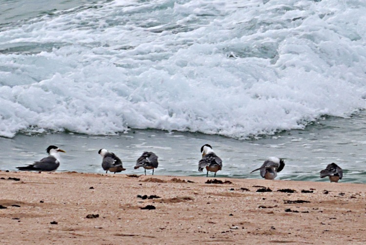 Crested Terns at the Muiron Islands, near Exmouth, Western Australia