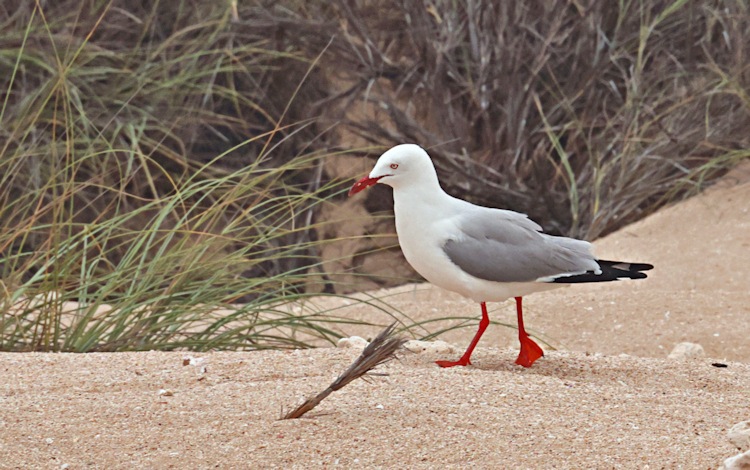 Silver Gull at the Muiron Islands, near Exmouth, Western Australia