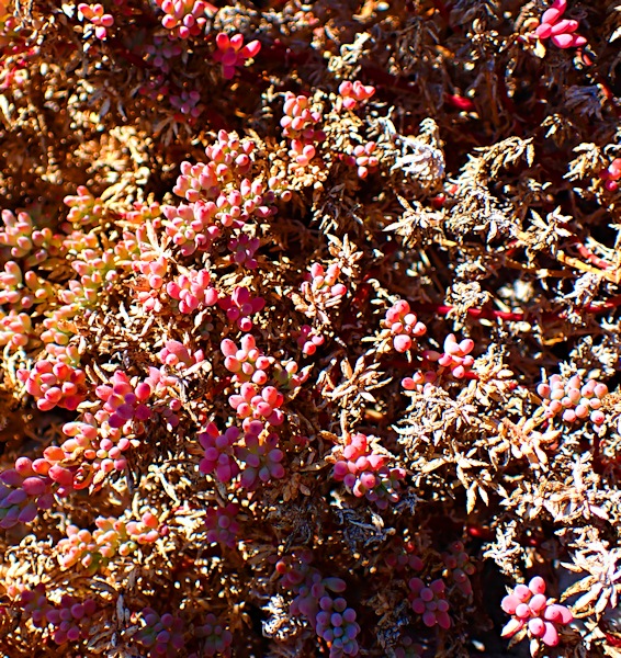 Flora -Post Office Island, Pelsaert Group, Houtman Abrolhos Islands, Western Australia