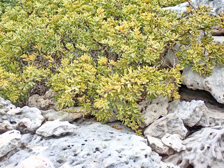 Flora, Beacon Island, Wallabi Group, Houtman Albrolhos Islands, Western Australia