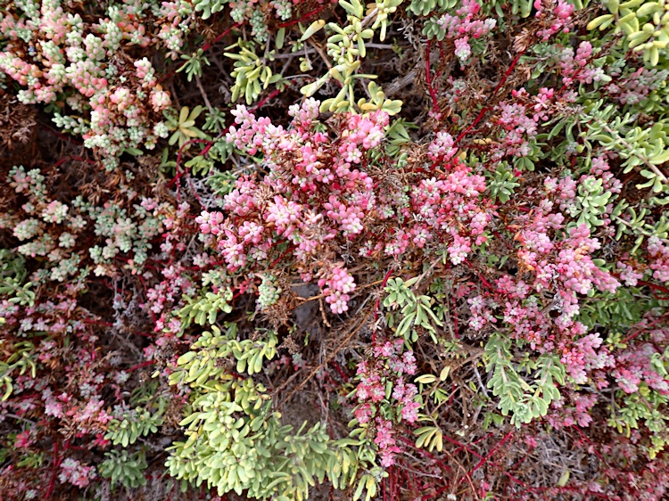 Flora, Beacon Island, Wallabi Group, Houtman Albrolhos Islands, Western Australia