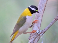 BlackChinnedHoneyeater 4740 m