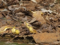 Brown&GreyHeadedHoneyEater 4902 m